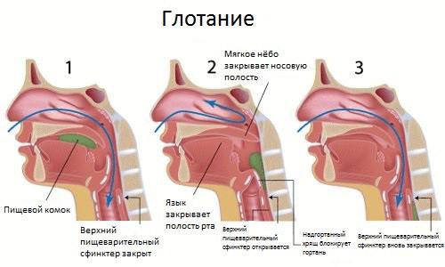 Клапан в горле человека