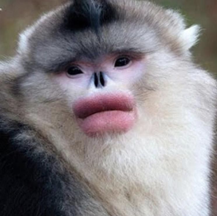 Картинки обезьян с большими губами