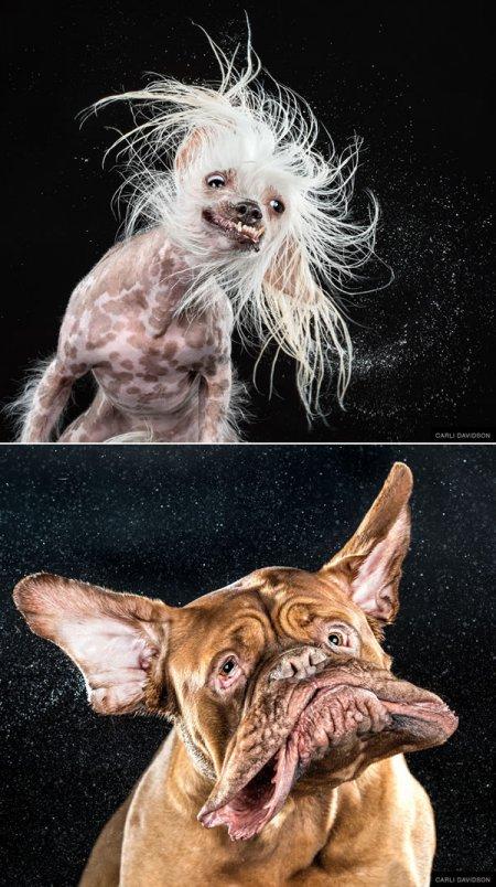 Как выглядят бегущие собаки Собаки, Собака бежит, Юмор о собаках