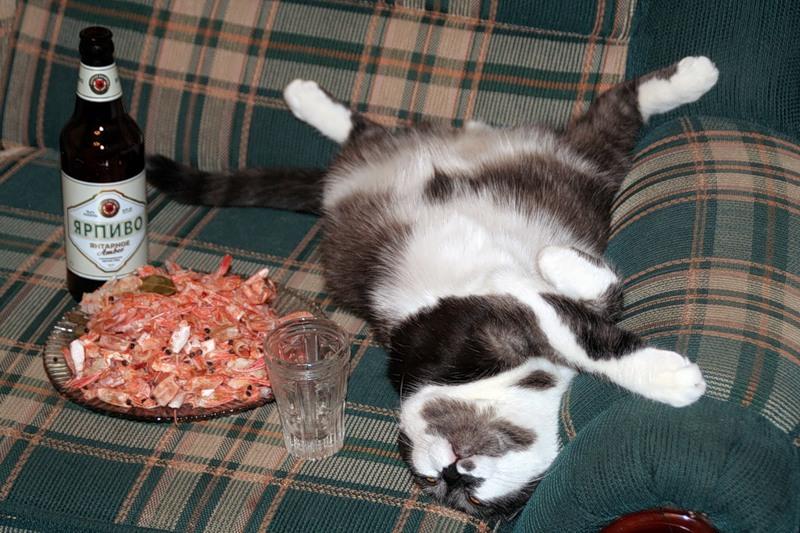 Кот с пивом картинки