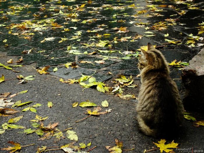 Юрий Антонов и Григорий Лепс У берез и сосен. Музыка и
