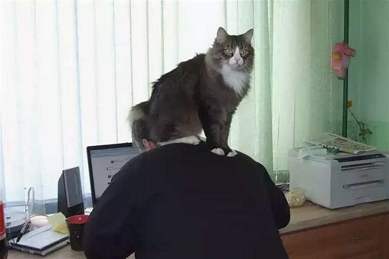 Сижу воспитываю. Кот сидит на шее. Кот сидит. Сижу работаю. Кот на дежурстве.