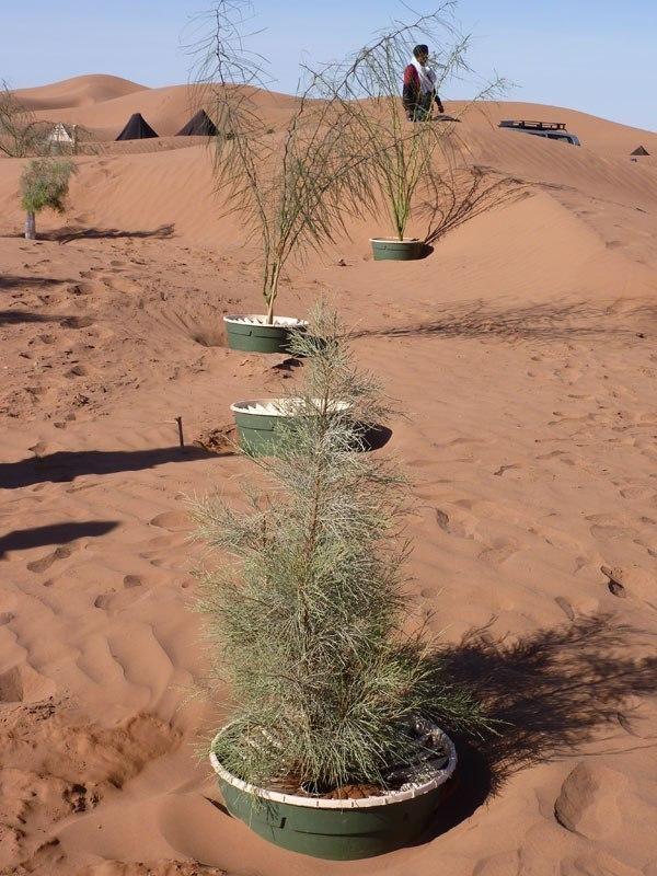 Sahara Desert растения