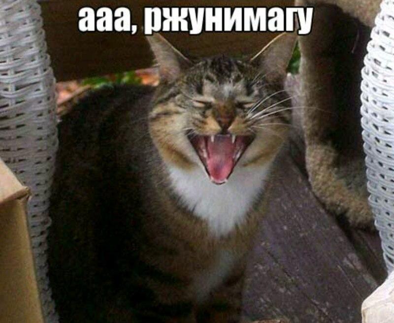 Ой я не могу картинки с надписями