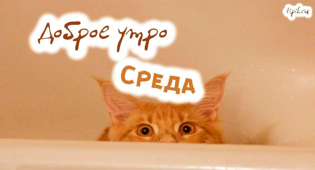 Сегодня среда открытка