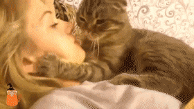 Котенок лижет. Девушка целует кота. Ласковый котик с хозяйкой. Кошка ласкается.