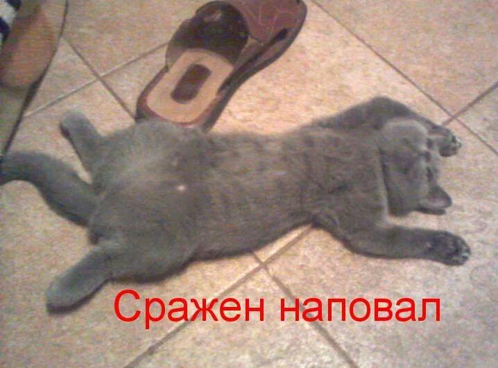 Приколы картинки я тебя убью