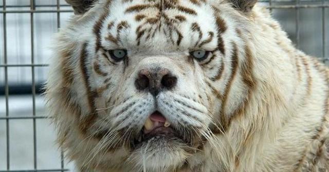 Тигр с синдромом дауна видео