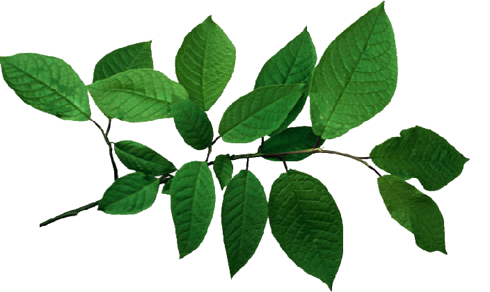 Picture background
