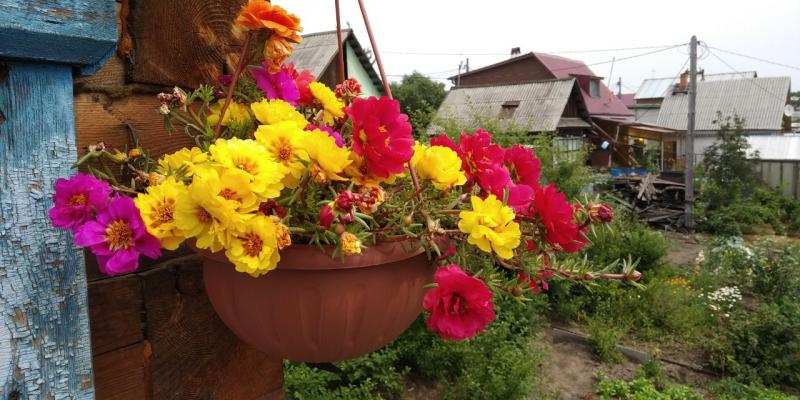 Портулак цветы в кашпо