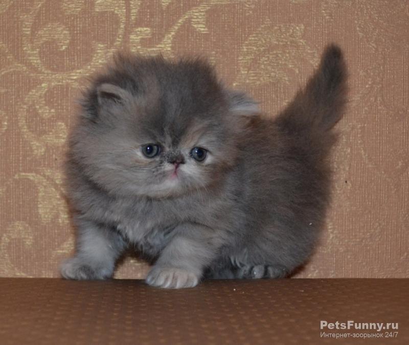 Кошки купить спб недорого. Недорогие котята. Персидские котята маленькие. Породистые персидские котята продаются. Недорогие персидские котята.
