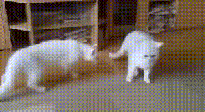 https://kak2z.ru/my_img/img/2019/11/14/bb24b.gif