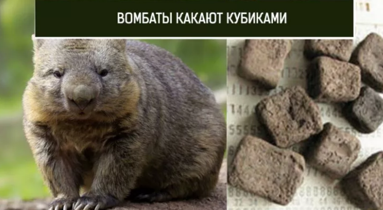 Почему Вомбаты Испражняются Кубиками Фото Почему Вомбаты Испражняются Кубиками Фото