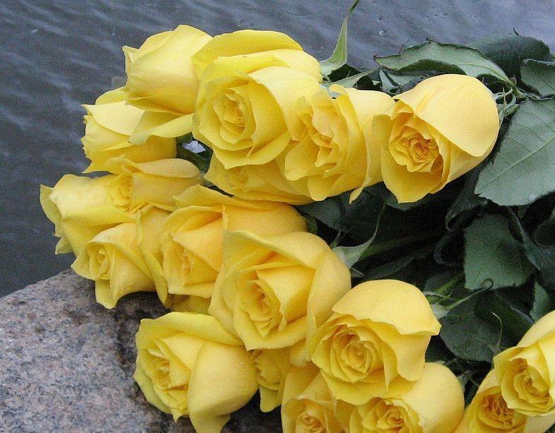 Картинки с желтыми розами с днем рождения женщине