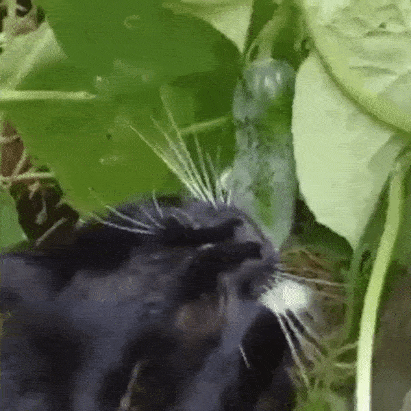 Кот и огурец приколы