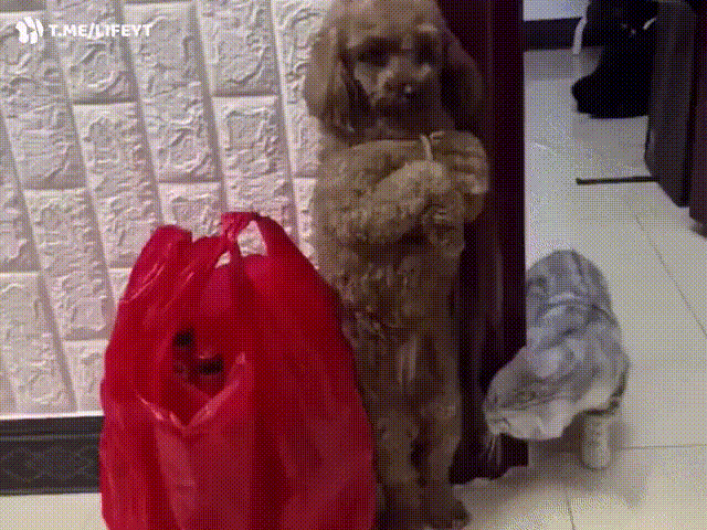 https://kak2z.ru/my_img/img/2021/02/05/d04d8.gif