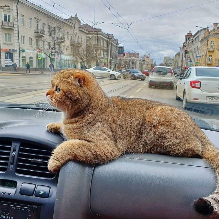 Кот на торпеде автомобиля