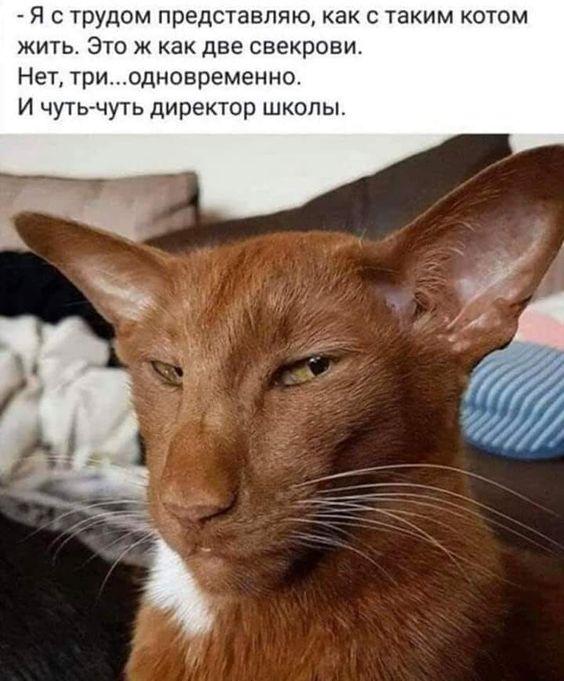 https://kak2z.ru/my_img/img/2021/04/16/dbe5e.jpg