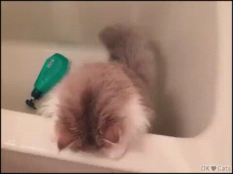 https://kak2z.ru/my_img/img/2021/04/23/2e232.gif