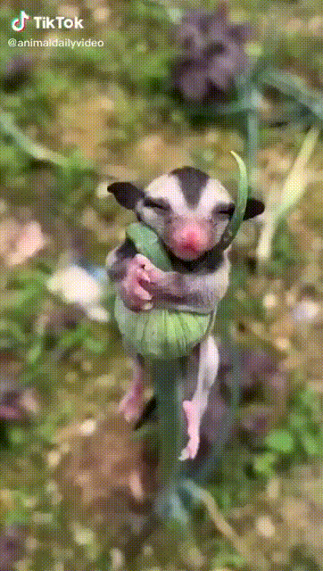 https://kak2z.ru/my_img/img/2021/06/05/2fb82.gif