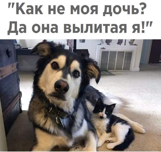 https://kak2z.ru/my_img/img/2021/06/20/f350f.jpg