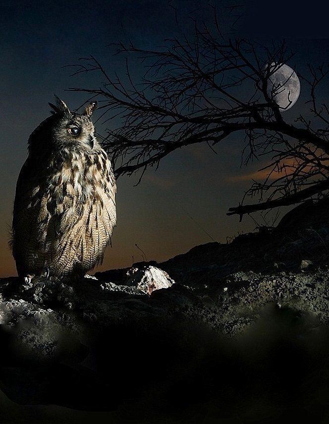 Птицы которые охотятся ночью. Филин ночью. Сова ночью. Сова ночная птица. Красивые ночные птицы.