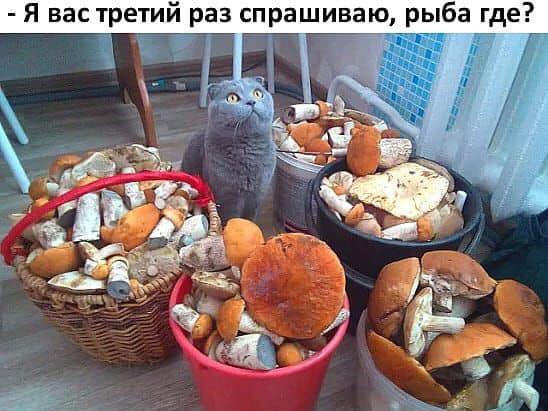 https://kak2z.ru/my_img/img/2021/09/07/44385.jpg