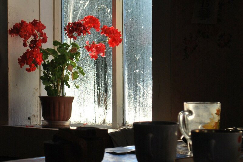 Герань на кухне. Герань на окне. Герань на окне зимой. Цветы герани на окне зимой. Картина белой герани на окне.