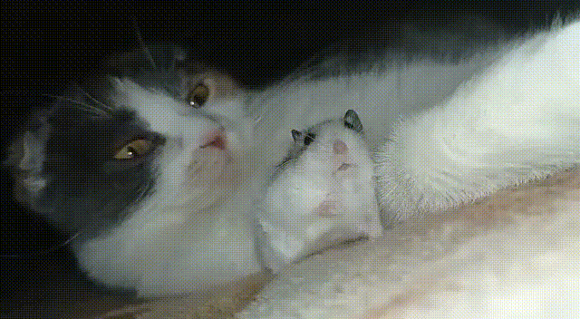 https://kak2z.ru/my_img/img/2021/10/18/d9912.gif
