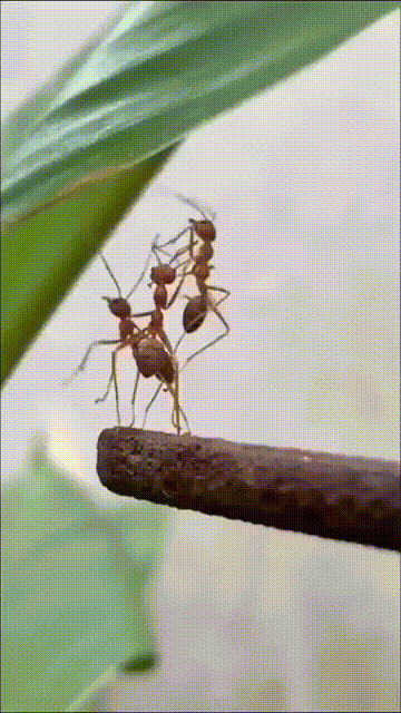https://kak2z.ru/my_img/img/2021/10/26/876fd.gif