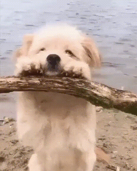 https://kak2z.ru/my_img/img/2021/10/26/dee77.gif