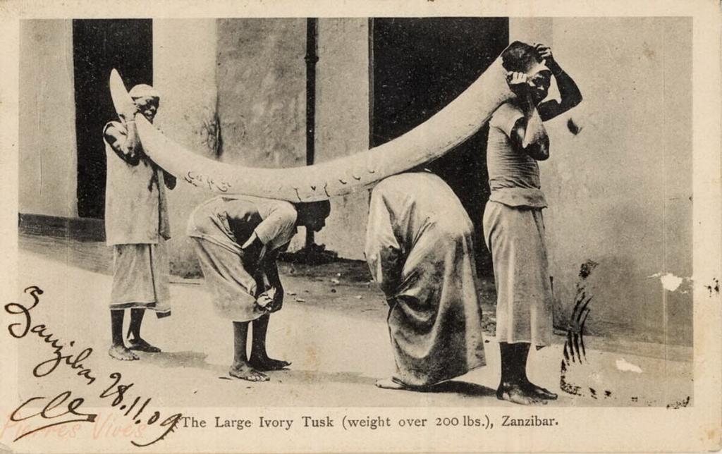 Слоновая кость история. Слоновая кость рабы. Добытая слоновая кость. Старые женщины Занзибара. Добыча слоновой кости в 18 веке.