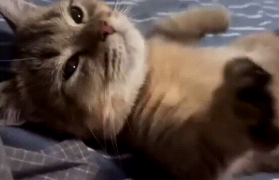 https://kak2z.ru/my_img/img/2021/12/08/69463.gif