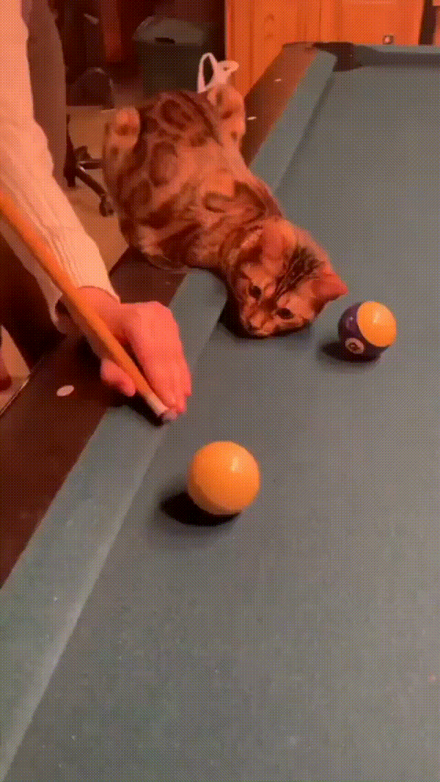 https://kak2z.ru/my_img/img/2021/12/08/d976e.gif