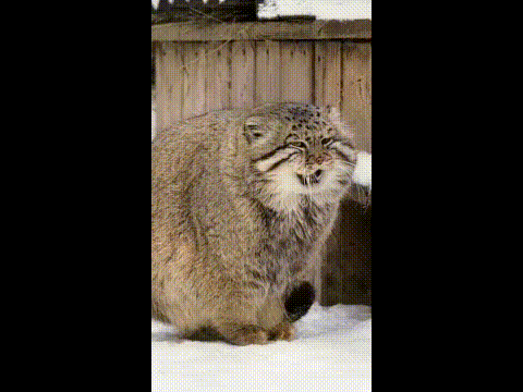 https://kak2z.ru/my_img/img/2022/01/31/4d9e2.gif