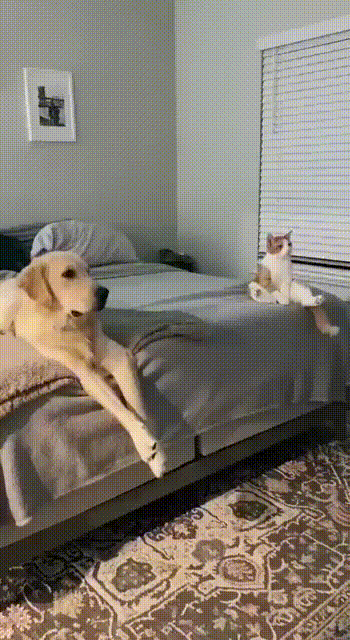 https://kak2z.ru/my_img/img/2022/02/01/fa205.gif