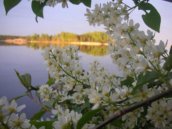 Цветущая черемуха Коми
