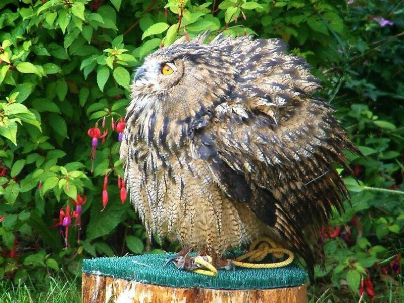 Картина по номерам на холсте с подрамником &laquo;Постоянство памяти&raquo; Сальвадор Дали