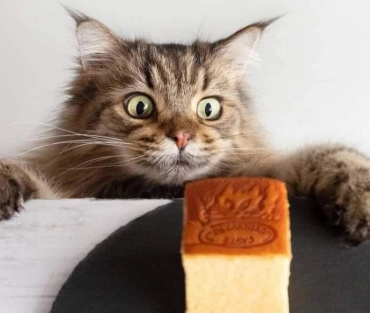 Украли печенье. Кот и пирожное. Пирожные котики. Пирожное с котятами. Голодный кот.