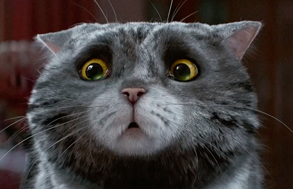 Аж глаза есть. Удивленный кот. Испуганный кот. Кот в шоке. Удивление котов.
