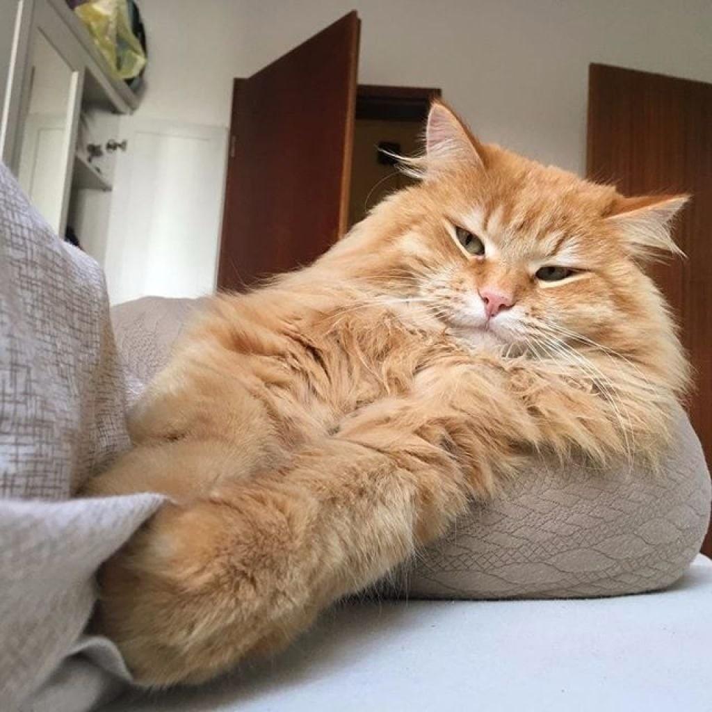 Толстый довольный кот