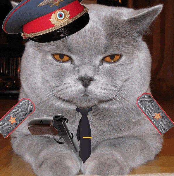 Кот милиционер. Кот мент. Кошка полицейский. Кот в военной фуражке