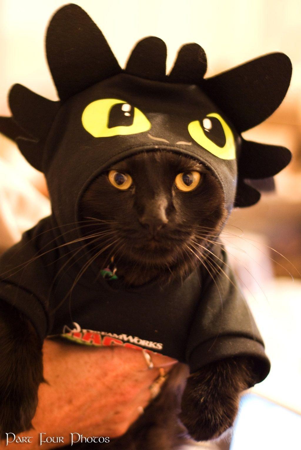 Котик в костюме