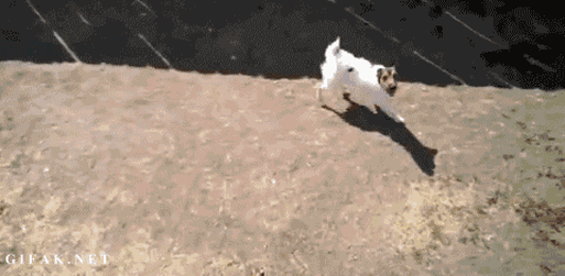 Собака бегает по кругу. Собака прыгает гиф. Гиф прыжок собаки. Прыгающая собачка гифка. Прыгающая собака гифки.