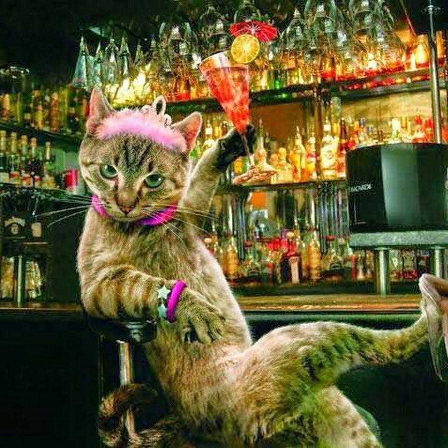 Коты в баре