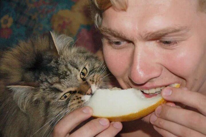 Человек ест кошку. Котик ест. Человек ест кошку. Кошка ест. Ем кошачий корм.