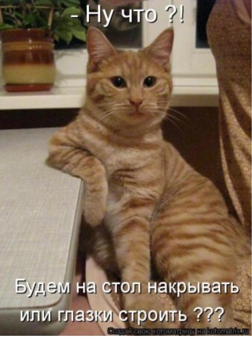 Фото Где Кот