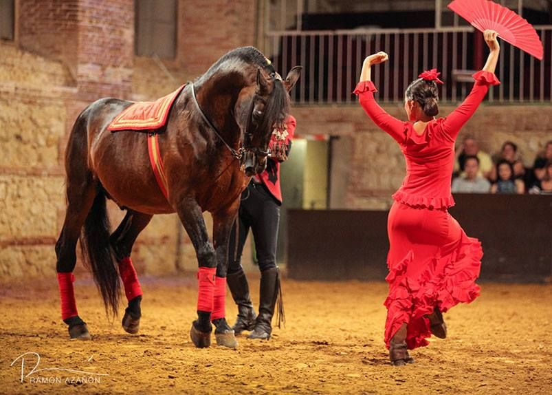 Андалузская лошадь фламенко. Танец с лошадью. Танцующая с лошадьми. Лошадь танцует.