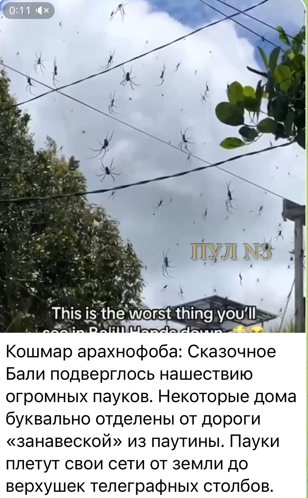 Нашествие пауков на Бали - Интересное и необычное