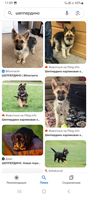 Утром покупала собачий корм в зоомагазине. Как обычно, болтаем с ...